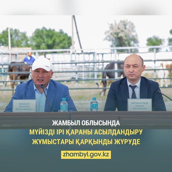ЖАМБЫЛ ОБЛЫСЫНДА МҮЙІЗДІ ІРІ ҚАРАНЫ АСЫЛДАНДЫРУ ЖҰМЫСТАРЫ ҚАРҚЫНДЫ