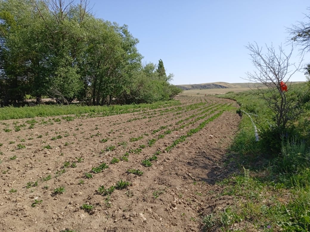 Үй іргесіндегі жерді тиімді пайдаланып,  көкөніс дақылдарын егу жұмыстарын жүргізуде