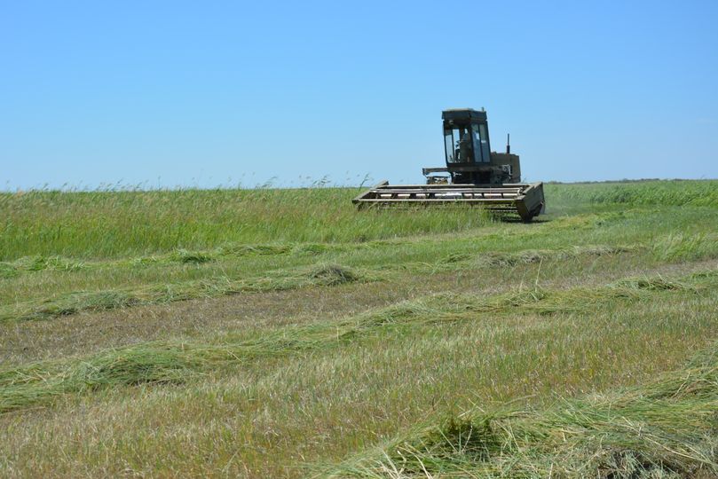 АЙМАҚТА 352,4 МЫҢ ГЕКТАР ШӨП ОРЫЛАДЫ