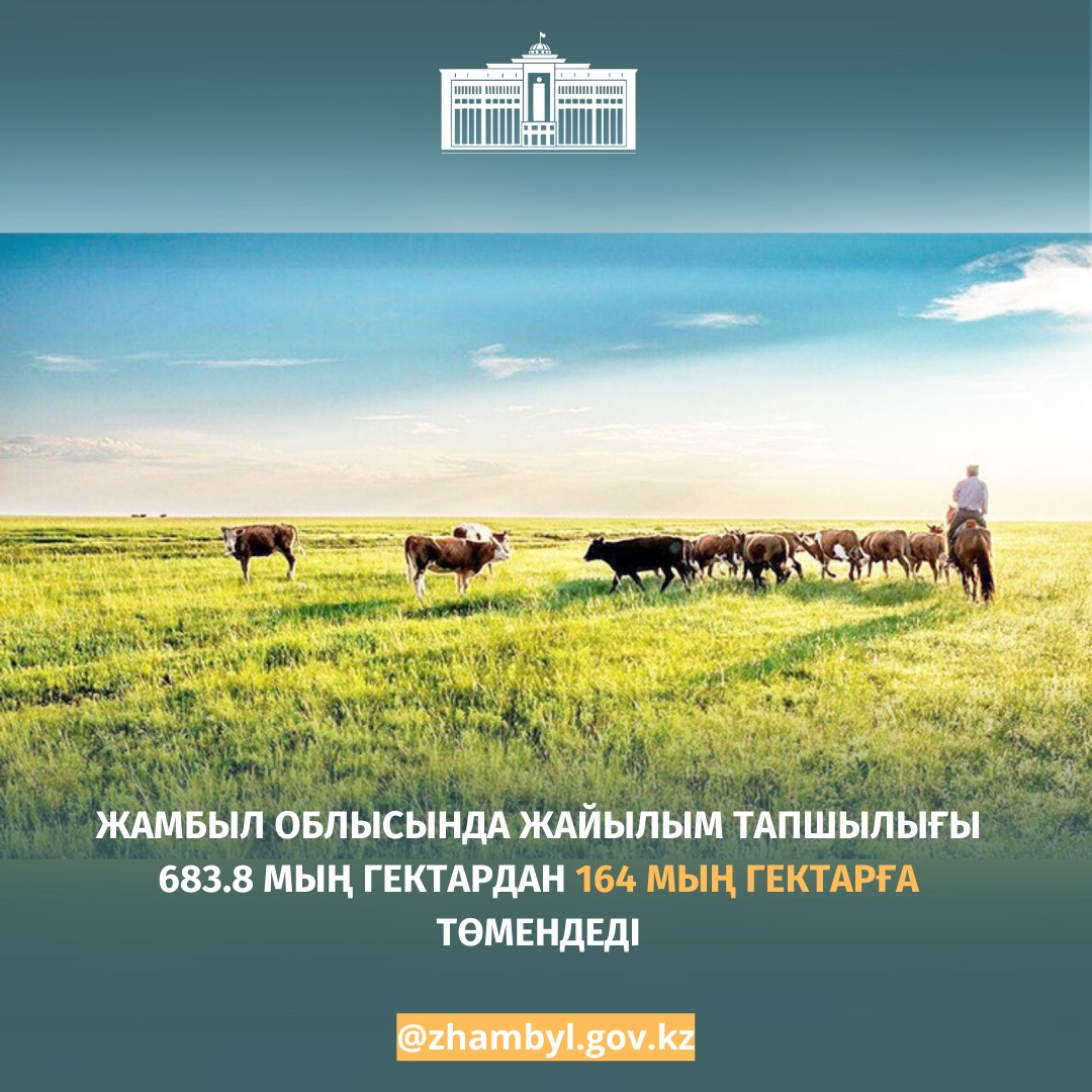 Жамбыл облысында жайылым тапшылығы 683.8 мың гектардан 164 мың гектарға төмендеді