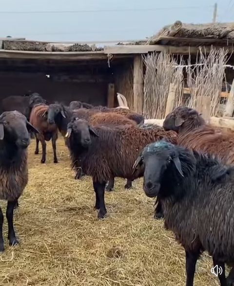 МАЛ ҚЫСТАТУ НАУҚАНЫ ҚАЛЫПТЫ ӨТУДЕ
