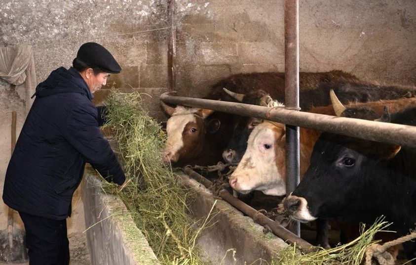 ОРДАБАСЫДА «АУЫЛ АМАНАТЫ» ЖОБАСЫМЕН КӘСІП БАСТАҒАНДАРДЫҢ САНЫ АРТУДА