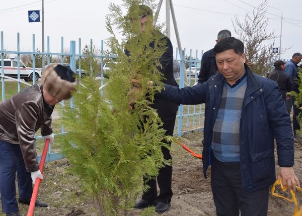 Орталыққа 150 сәнді ағаштар отырғызылды