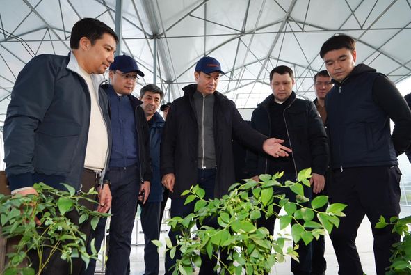  САЙРАМ АУДАНЫНДА ӨСІРІЛГЕН БАНАН МЕН ӨҢДЕЛГЕН ЖЕМІС ӨНІМДЕРІНЕ СҰРАНЫС АРТЫП КЕЛЕДІ