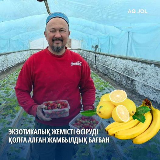 🔴 Экзотикалық жемісті өсіруді қолға алған жамбылдық бағбан