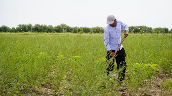 ТҮРКІСТАН ОБЛЫСЫНДАҒЫ ЗАМАНАУИ ТҰҚЫМБАҚТАР ӨҢІРДІ КӨШЕТПЕН ҚАМТУДА 
