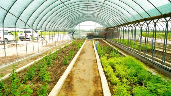 ТҮРКІСТАН ОБЛЫСЫНДАҒЫ ЗАМАНАУИ ТҰҚЫМБАҚТАР ӨҢІРДІ КӨШЕТПЕН ҚАМТУДА 