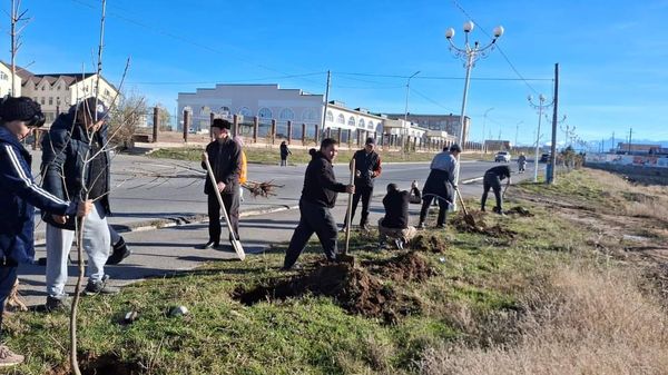 ТӨЛЕБИ АУДАНЫ: КҮЗГІ МАУСЫМДА 28 МЫҢҒА ЖУЫҚ КӨШЕТ ЕГІЛДІ 