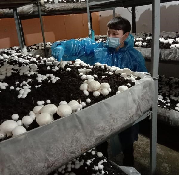 Теміртаулық кәсіпкер саңырауқұлақ өсіретін отбасылық кәсіп ашты