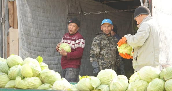 ТҮРКІСТАН: КЕЛЕСТІК ДИҚАНДАР ҚЫСТЫГҮНІ ҚЫРЫҚҚАБАТ ӨНІМІН ЖИНАП ЖАТЫР