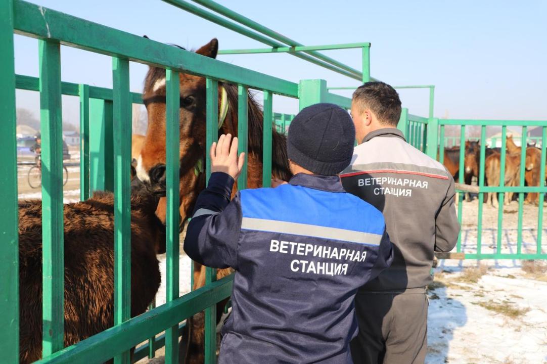 Жамбыл облысында жылқыларды чиптеу жүргізілуде