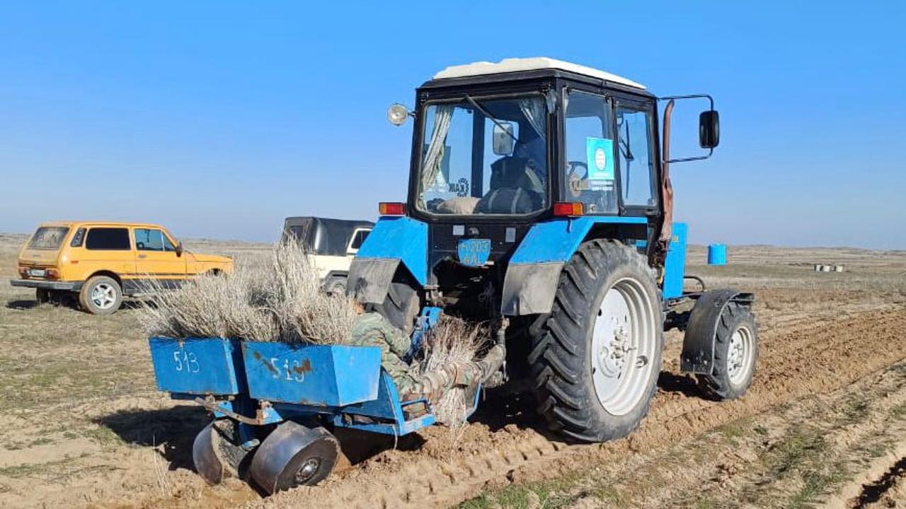 Жамбыл облысында биыл орман алқабына 16,1 млн дана көшет отырғызылады