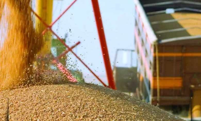 Шаруалардың егісі тарылса да өнімі мол шықты