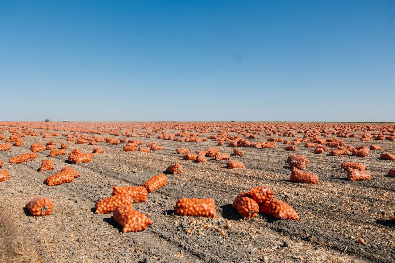 Ауылшаруашылығы өнімдерінің жалпы  шығарылымы 116,8 млрд теңгеге жетті