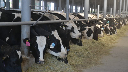 Ауданның аграрлық әлеуеті артып келеді