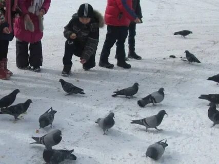 Әлеуметтік желілерде аулаларда және саябақтарда құстарды, тиіндерді, қаңғыбас иттер мен мысықтарды тамақтандыру үшін әкімшілік жауапкершілік көзделген