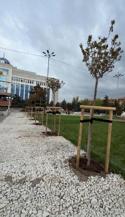 Таразда 100 сакура ағашы отырғызылды