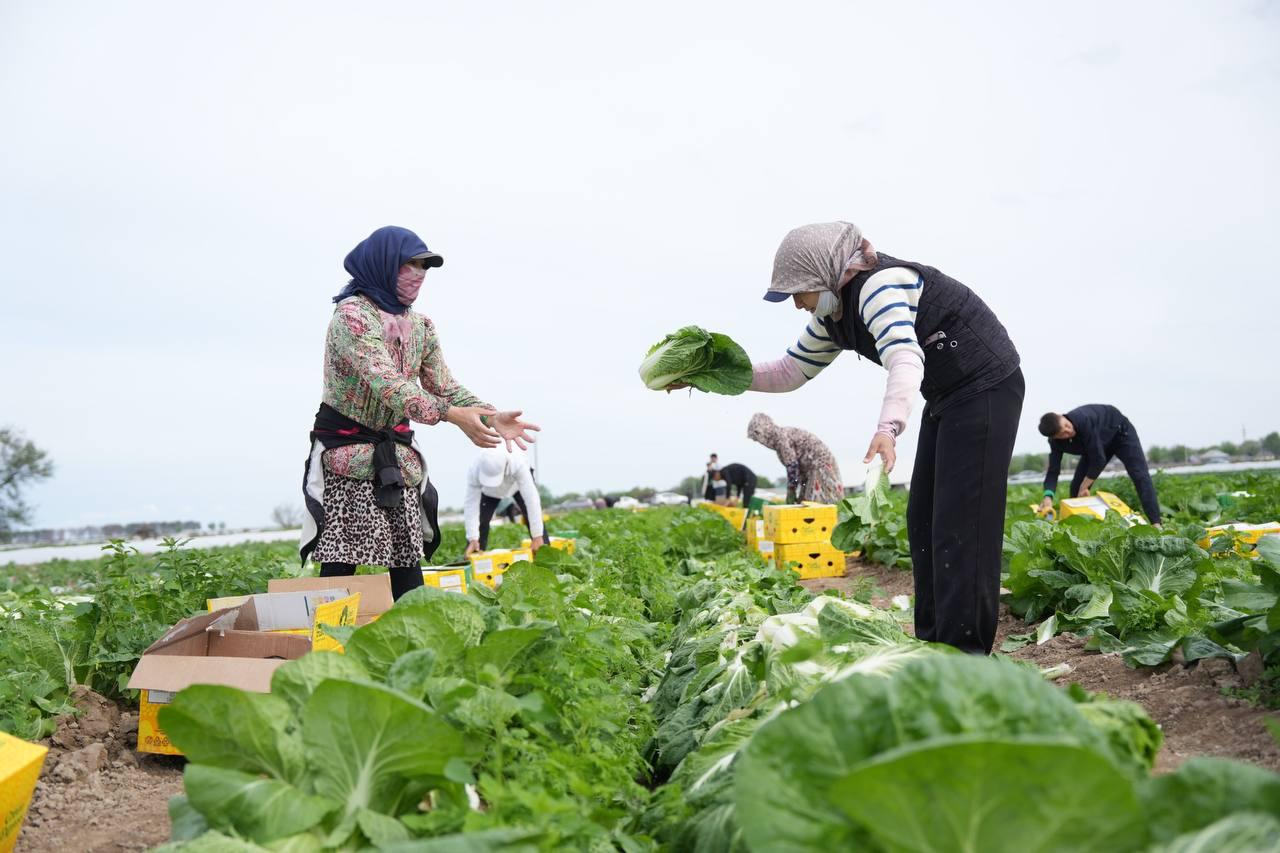 «Су уақытылы берілді, өнім жақсы»: Түркістан облысының диқандары 45 күнде қырыққабаттың алғашқы өнімін жинай бастады