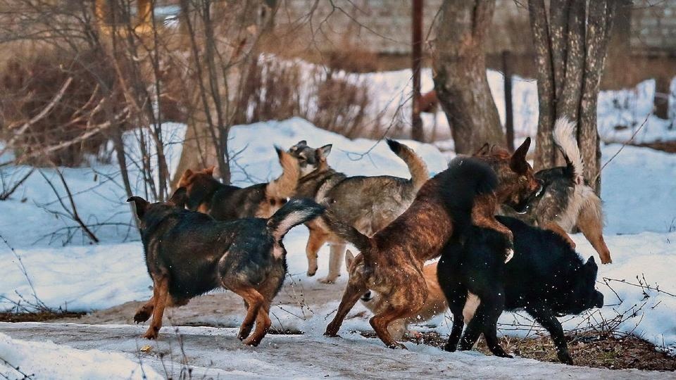 Сиыр емген ит