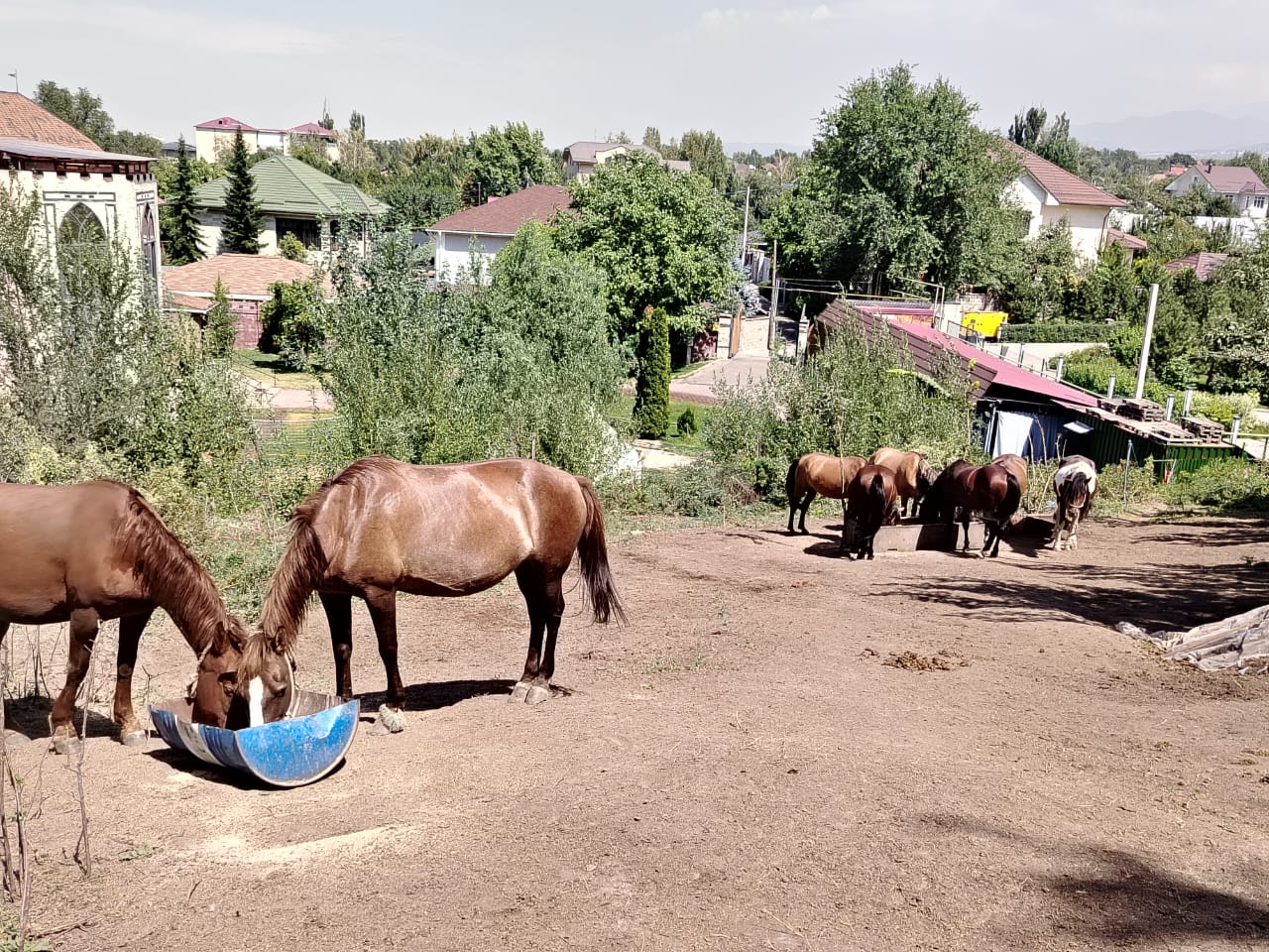 Нұрлан Тұрлығазыұлы, кәсіпкер, «Саумал Тау» шипажайының иесі: Тау бөктеріндегі «Саумал тауға» КЕЛІП, Ем алыңыз! 