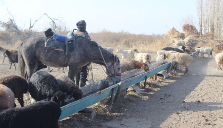 НЕСИЕ АРҚЫЛЫ НЕСІБЕСІН АРТТЫРДЫ 