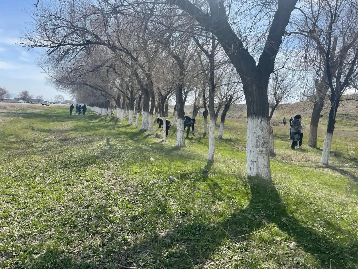 Сенбілік жұмыстары кезінде 300 мың ағаш әктелді