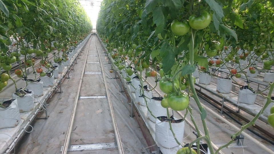 АЙМАҚТА 514 ЖЫЛЫЖАЙ САЛЫНАДЫ