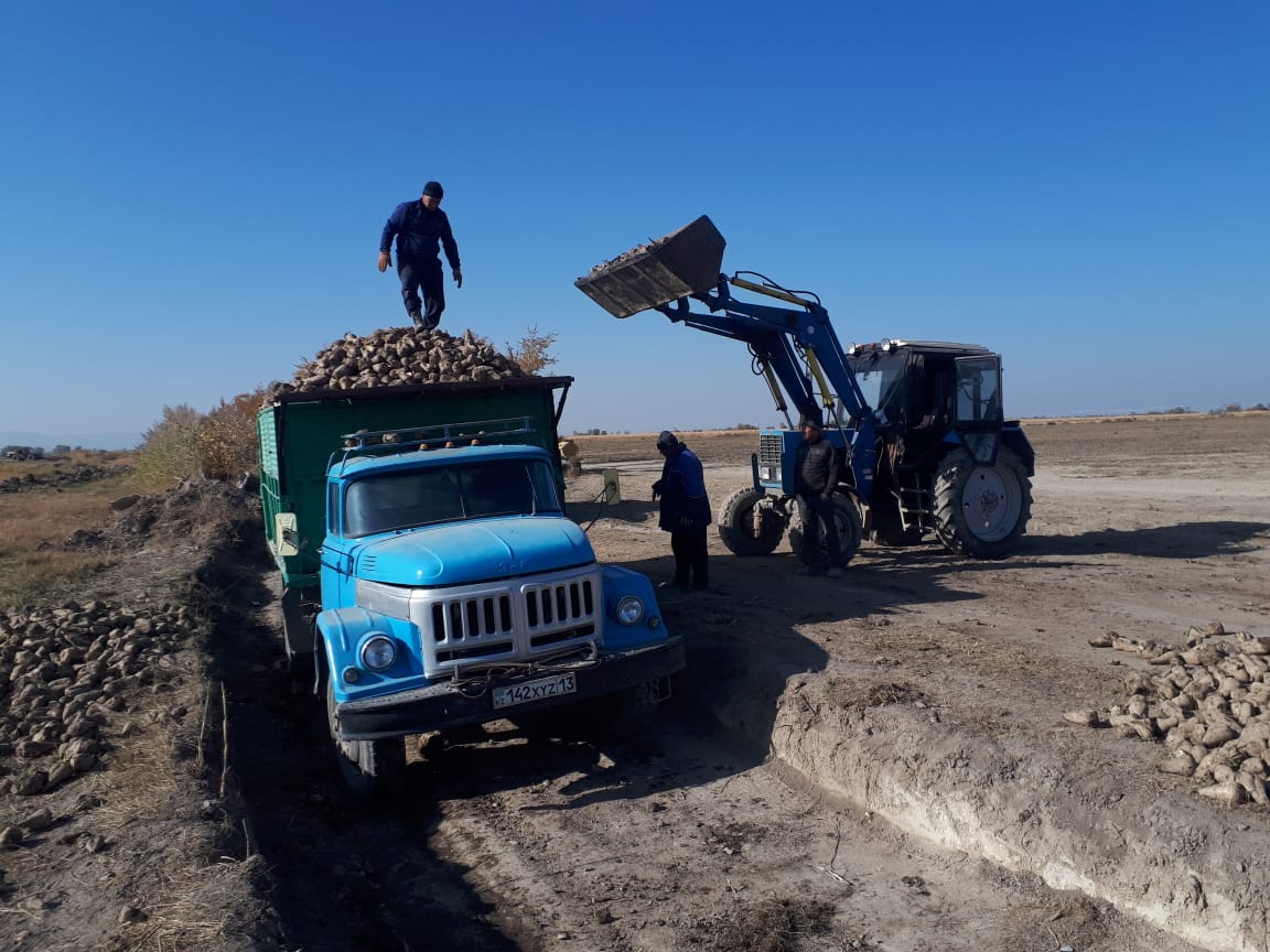 Жамбыл ауданында қант қызылшасын қазу жұмыстары басталды