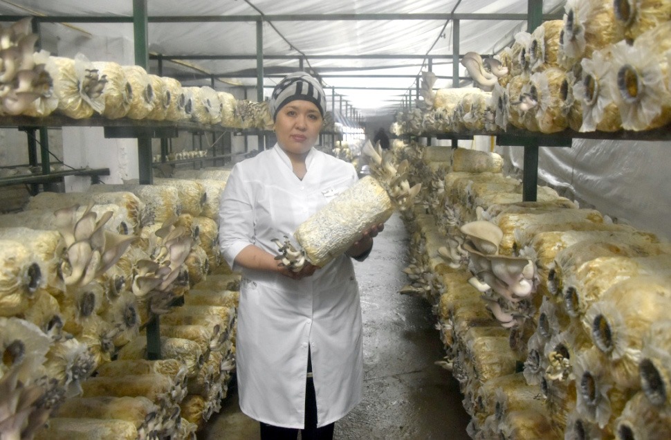 САҢЫРАУҚҰЛАҚТАН ТҮСЕР ТАБЫС МОЛ