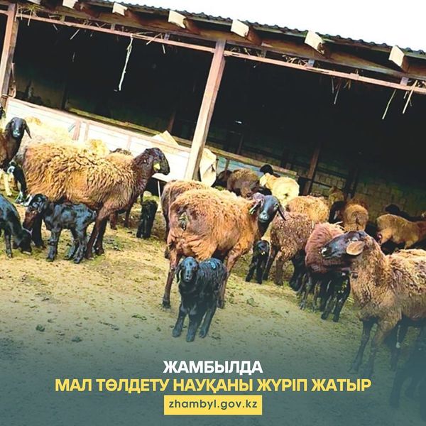 Жамбылда мал төлдету науқаны жүріп жатыр