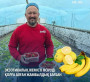 🔴 Экзотикалық жемісті өсіруді қолға алған жамбылдық бағбан