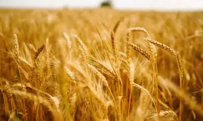 Жаңа тұқым – өнімділік кепілі 