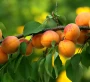 Өрік шаруашылығын  өркендеткен  кәсіпкерлер жиыны